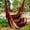Red, variant on 1pc Outdoor Hammock Chair, Canvas Leisure Swing Hanging Chair, Without Pillow And Cushion, Indoor Outdoor Hammock
