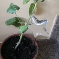 thumbnail image 4 of Pájaro transparente automático flor bebedero bulbo hogar jardín planta riego por goteo Hugtrwg Para estrenar, 4 of 8