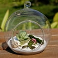 thumbnail image 5 of 10 pc Transparent Wall Hanging Glass Ball Planter Terrarium Container Vase Flat Base Perfect for Home Decoration Round Clear 80x90mm Hole: 6mm Inner Diameter: 50mm, 5 of 5
