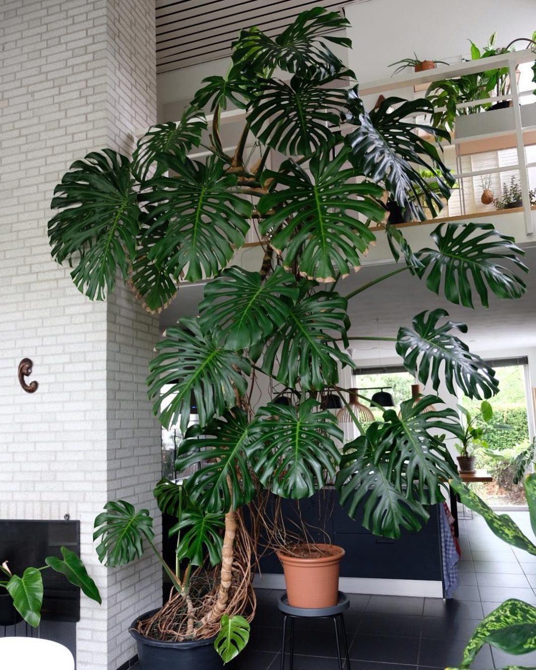 Monstera Deliciosa-Swiss Cheese Plant-Indoor Friendly  10" Pot