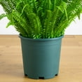 thumbnail image 4 of Nearly Natural 4ft. UV Resistant Artificial Boston Fern Plant with Real Touch Leaves (Indoor/Outdoor), 4 of 6