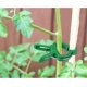 thumbnail image 4 of 1 Uds. Clips para plantas, abrazaderas de jardín para soportar plantas, flores y enredaderas, juego de abrazaderas de soporte para plantas suaves y duraderas JAMW Sencillez, 4 of 5