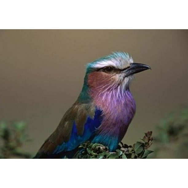 Kenya Masai Mara Lilac Walmart Com Walmart Com