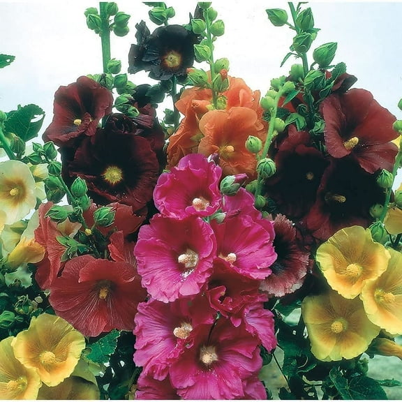 CZ Grain 100  Hollyhock Flower Seeds, Mixed Colors Long Blooming