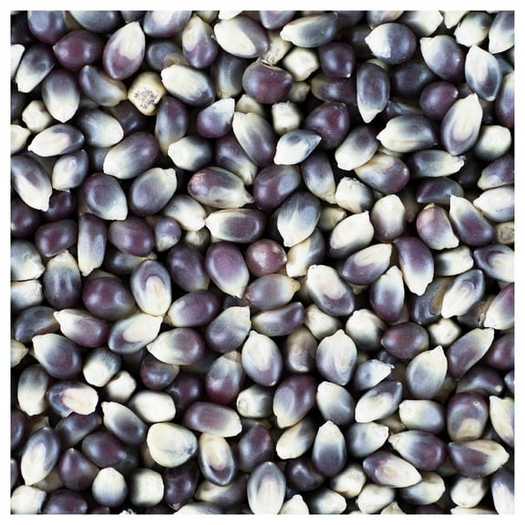 Everwilde Farms - 1/4 lb Shaman’s Blue Popcorn Seeds - Gold Vault Bulk Seed Packet