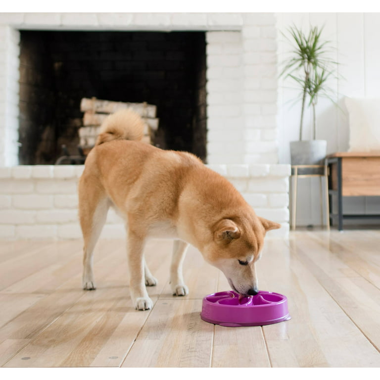 The 12 Best Slow Feeder Dog Bowls For Your Chow Hound