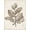 Unframed, variant on Art.com Antique Sepia Botanicals V Art Print by 0 Unknown, 12" x 16"