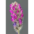 thumbnail image 3 of 30 Purple LOCOWEED CRAZYWEED Oxytropis Lambertii Native Flower Seeds, 3 of 11