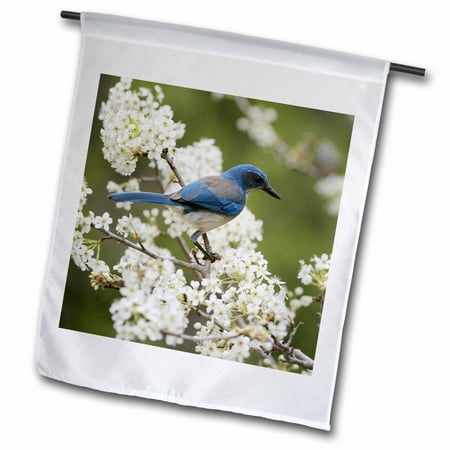 3dRose Western Scrub Jay in a Mexican Plum tree, Hill Country, Texas - Garden Flag, 12 by