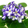 QAUZUY GARDEN 100 African DHF10 Violets Saintpaulias Seeds Premium