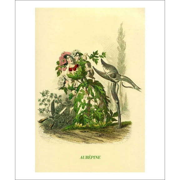 Aubepine and Hawthorn, J.J. Granville