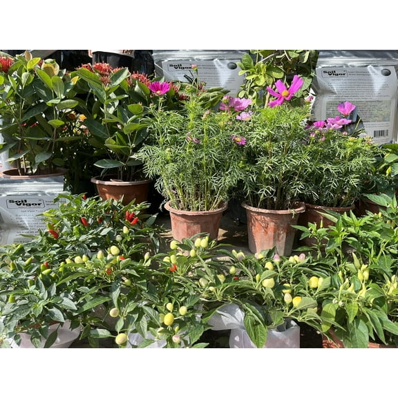 10 Pounds of Fine Granule Potassium Super Absorbent Polymer: Water Retention Solution for Farming, Agriculture, and Horticulture