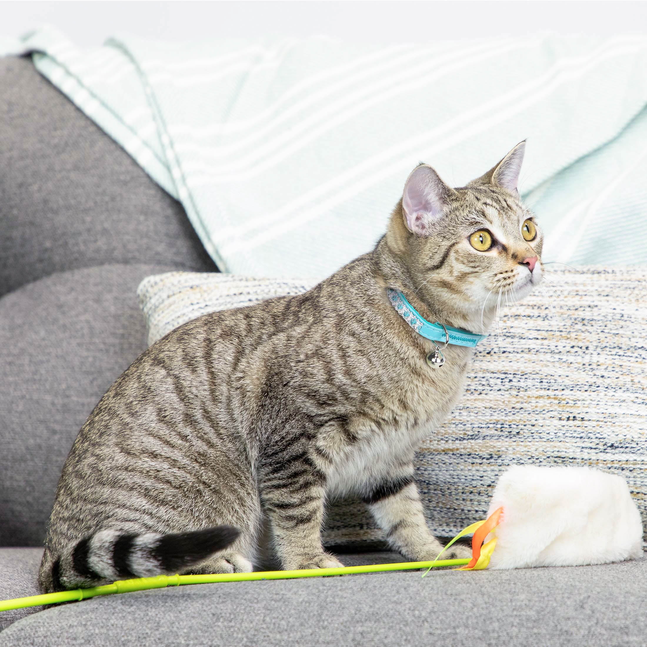 Vibrant Life 2-Pack Cat Collar, Teal and Blue Rhinestone, One Size