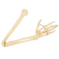 thumbnail image 2 of Upper Limb Bone Model,Professional Human Hand Arm Human Upper Limb Bone Model Anatomical Arm Bone Model Built for Precision, 2 of 7