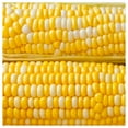 thumbnail image 1 of Everwilde Farms - 1 lb Honey And Cream F1 Hybrid Bicolor Sweet Corn Seeds - Gold Vault Bulk Seed Packet, 1 of 3