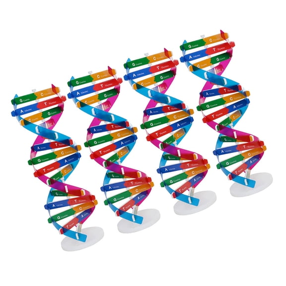 OUNONA 4Pcs Molecular Dna Teaching Model Realistic Human Genes Structure for Classroom