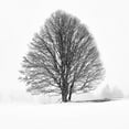 thumbnail image 2 of Froyda, Martin 26x26 Black Ornate Wood Framed with Double Matting Museum Art Print Titled - Lonely Tree I, 2 of 4
