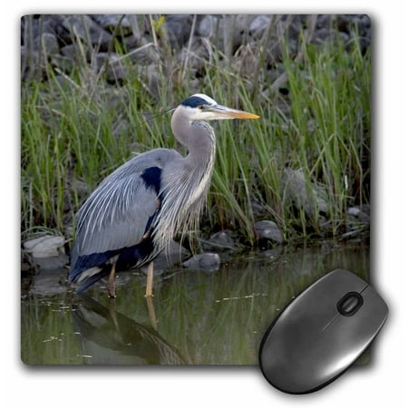 3dRose Great blue heron bird Maumee Bay Refuge, Ohio - US36 DFR0038 - David R. Frazier, Mouse Pad, 8 by 8 inches