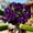 C, variant on Desert Rose, Low Maintenance - Easy Grow - Ideal for Beds Borders, Plant Pots & Planters