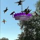 thumbnail image 3 of Bsvklp Comederos para colibríes - Comedero para pájaros silvestres con foso integrado (púrpura), 3 of 9