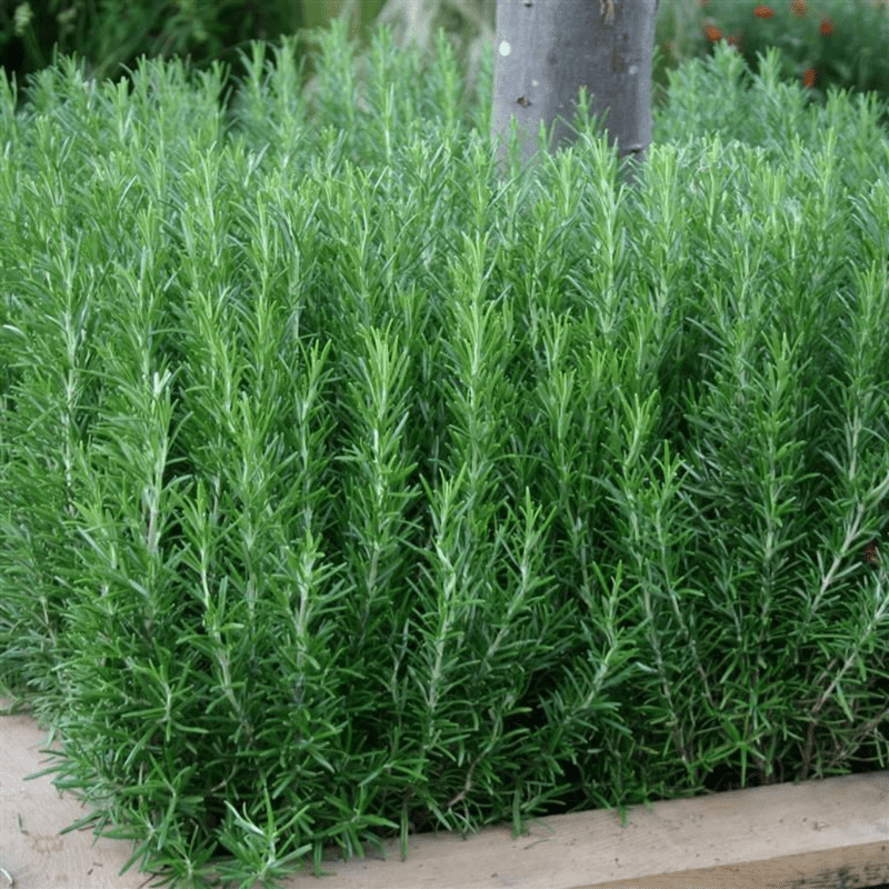 Live Rosemary Plant, Blue Purple Rosemary Herb Plants, 4-8'' Tall Potted Plant, Indoor Outdoor Growing
