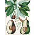 thumbnail image 2 of Turpin 11x14 Gold Ornate Wood Framed with Double Matting Museum Art Print Titled - Turpin Tropical Fruit V, 2 of 4