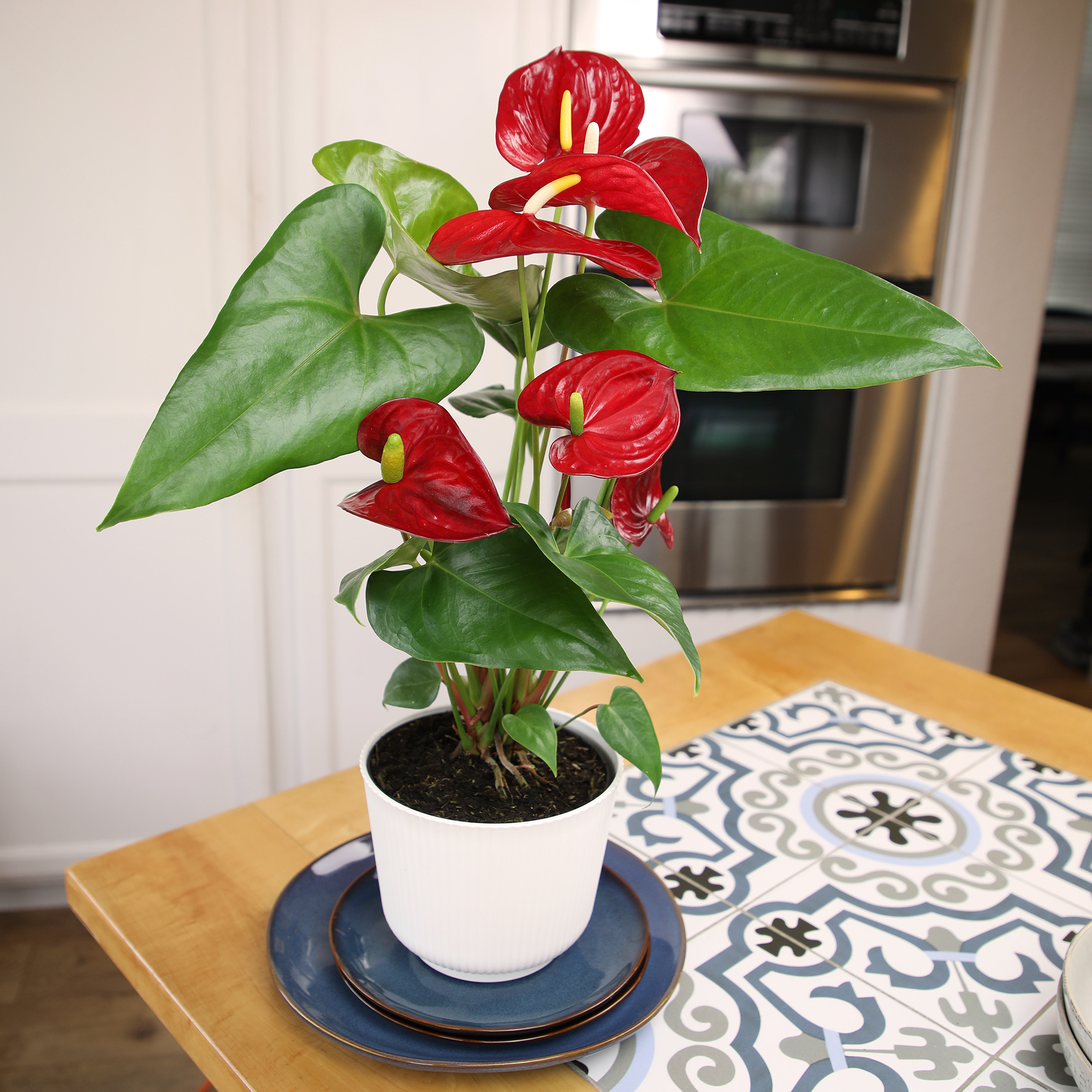 Red Anthurium Flamingo Flower Houseplant | 6in Decor Pot; Indirect