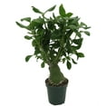 thumbnail image 2 of Papua Ant Farm Plant - Hydnophytum papuanum - 4" Pot, 2 of 4