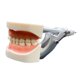 thumbnail image 4 of Modelo de diente estándar,Modelo de diente estándar dental para enseñar a adultos,Modelo de dentadura postiza Modelo de estudio de dientes Suministros para niños,Modelo de diente de, 4 of 9