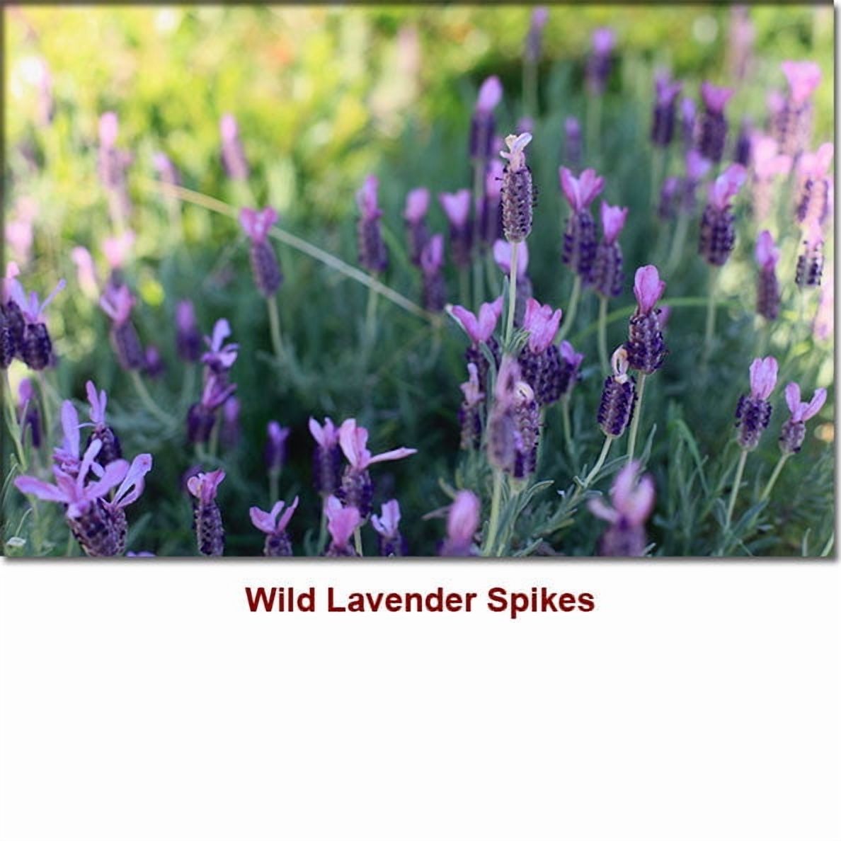 Lavender Spike Organic Essential Oil 1 fl oz (30 ml) - 100% Pure and Natural by Silky Scents