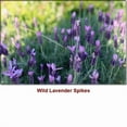 thumbnail image 4 of Lavender Spike Essential Oil 15 ml (1/2 fl oz) - 100% Pure and Natural by Silky Scents, 4 of 6