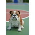 thumbnail image 2 of 18.5" Sitting Bull Dog Outdoor Garden Statue, 2 of 5