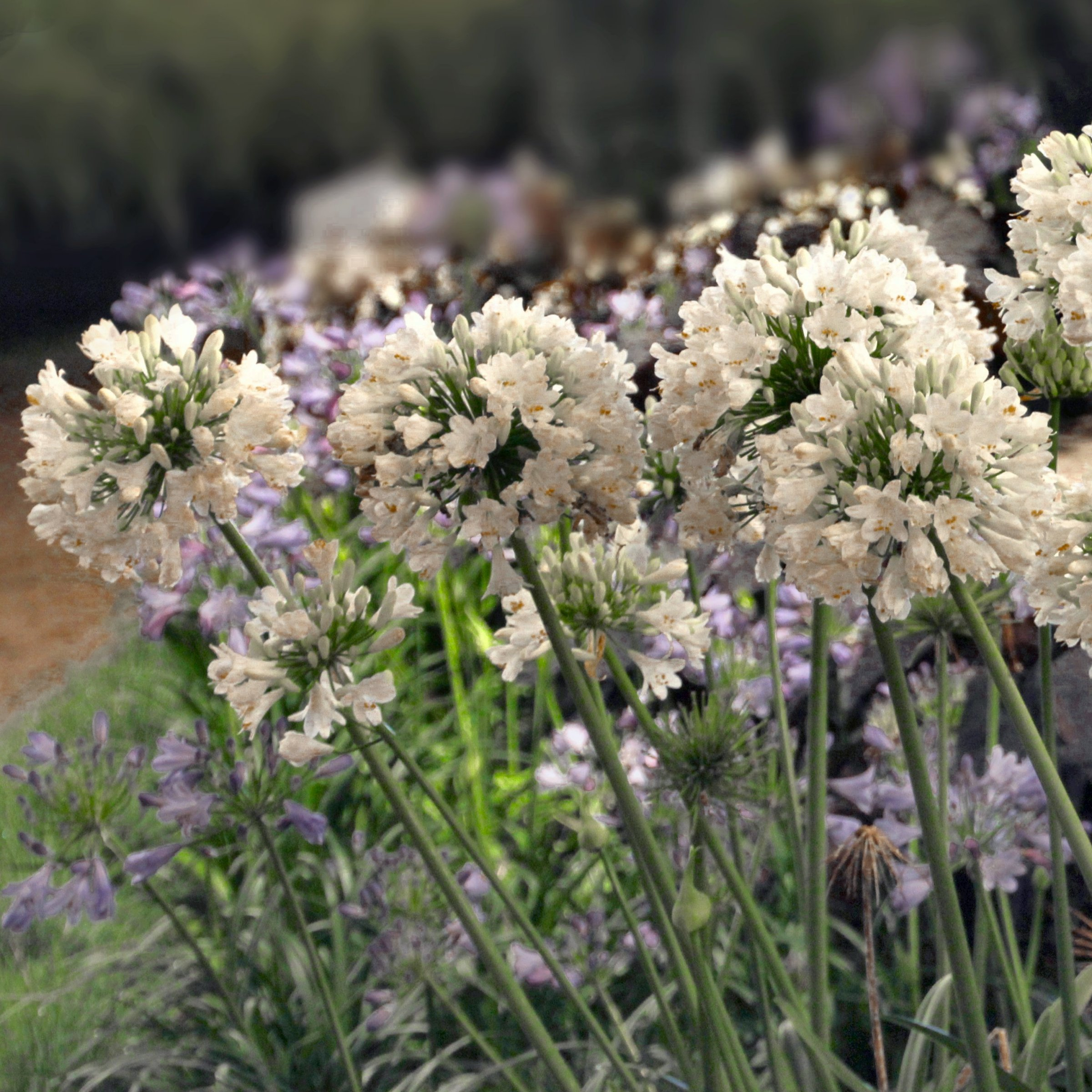 National Plant Network 1 gal. Agapanthus White Live Perennial Plant