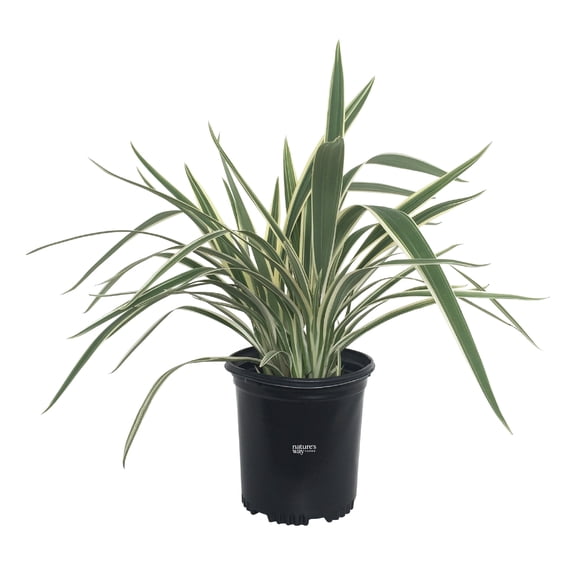 Nature's Way Farms Dianella Live Plant (18-24 in. Tall) in Grower Pot
