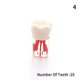 thumbnail image 1 of Modelo de diente para enseñanza Oral Dental resina dientes resina endodoncia Dental modelo de diente con canal de raíz de color y práctica de pulpa Gao Jinjia LED, 1 of 2