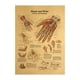 thumbnail image 1 of Póster de anatomía humana, manos y muñecas, 42 x 30 cm, sin marco, 1 of 1