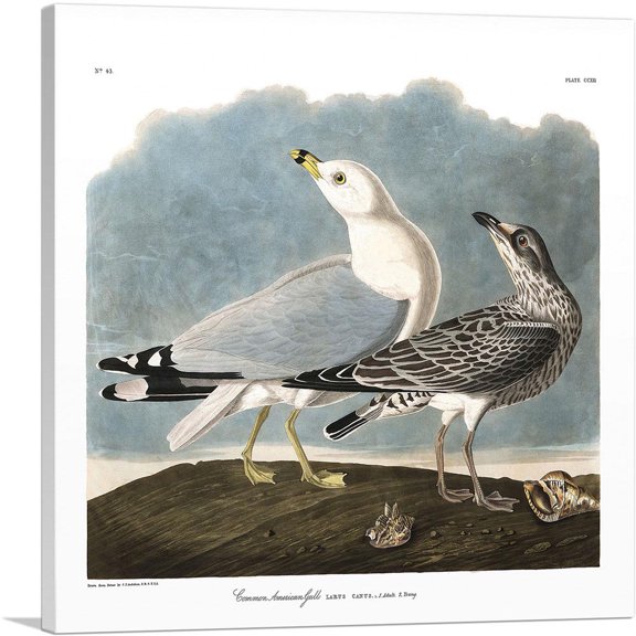 ARTCANVAS Common American Gull Canvas Art Print by John James Audubon - Size: 12" x 12" (0.75" Deep)