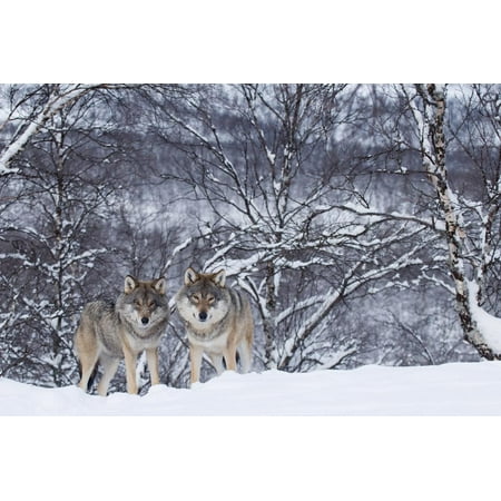 Two European Grey Wolves (Canis Lupus) In Woodland, Captive, Norway, February Print Wall Art By Edwin