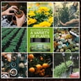 thumbnail image 7 of Indoor Plant Potting Soil Additive, Indoor Potting Soil for House Plants, Organic Potting Soil, Potting Mix Indoor Plants, 120G 3.5X2.5 in 1Pc Water Soluble Black Soil Activator, 7 of 7