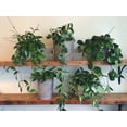 thumbnail image 2 of Gardenera Labs Hoya Plant Premium Potting Mix - 10 Quart - Optimal Balance for Thriving Hoyas: Air, Moisture, and Nutrient Retention, 2 of 5