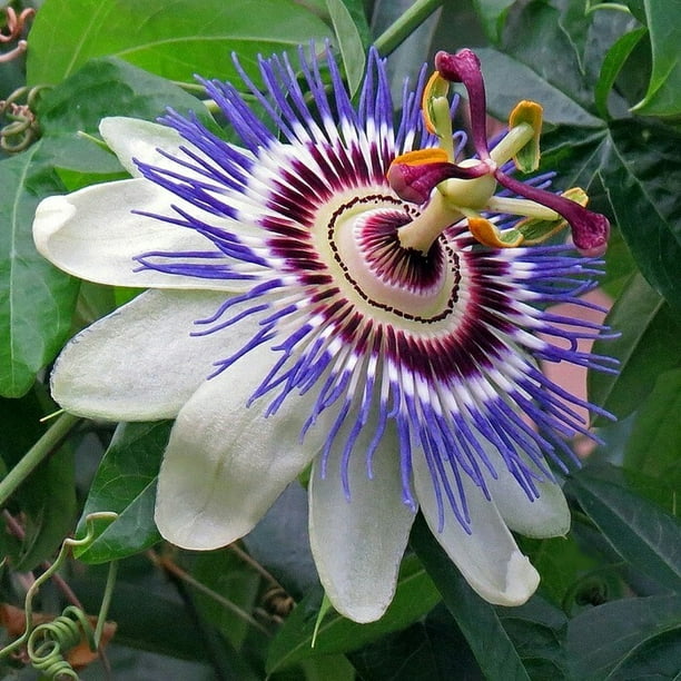 Becky S Blue White Passion Flower Passiflora Potted 4 Pot Walmart Com Walmart Com