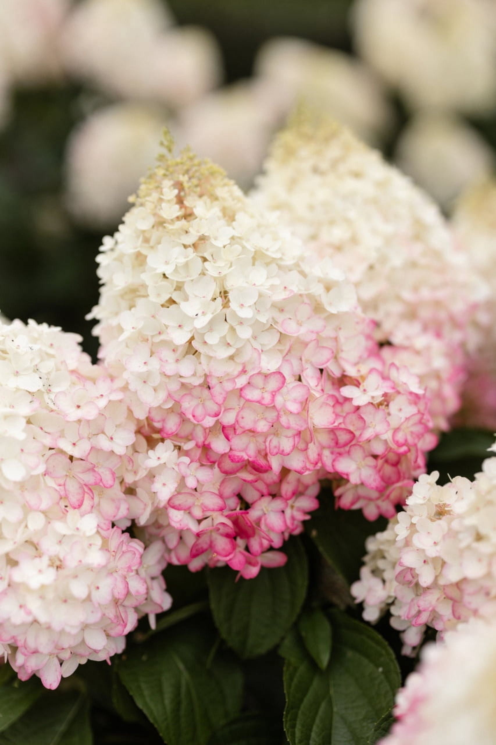 Better Homes & Gardens 1.50gal Red Velvet Hydrangea Live Shrub Plant Sun 1-Pack
