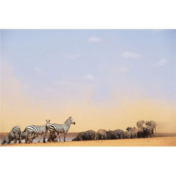 Zebras & Water Buffalo At A Watering Hole Poster Print, 34 x 22 - Large