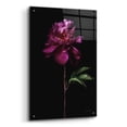 thumbnail image 2 of Epic Art 'Peony Portrait' by Elise Catterall, Acrylic Glass Wall Art, 24"x36", 2 of 8