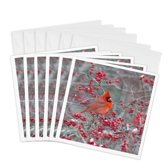3drose, Northern Cardinal Male in Winterberry Bush, Marion County, Illinois, 6 Greeting Cards with Envelopes