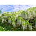 thumbnail image 5 of 5 *Seeds WHITE WISTERIA Floribunda Alba Ornamental Japanese Flower Vine Seeds, 5 of 10