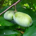 thumbnail image 5 of Paw Paw Indian Banana Tree, Indian Banana Live Plant 6-12 Inch in Quart Pot, Outdoor Planting, 5 of 6