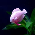 thumbnail image 1 of Fosa Aquarium Artificial Fish,4PCS Aquarium Fish Tank Luminous Silicone Artificial Fake Fish Landscape Ornament Decoration Accessory,Fish Tank Decoration, 1 of 8