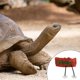 thumbnail image 3 of Reptile Floating Dock Basking Platform For Turtle Tank Accessories 20X9X17CM Red 1Pack, 3 of 5