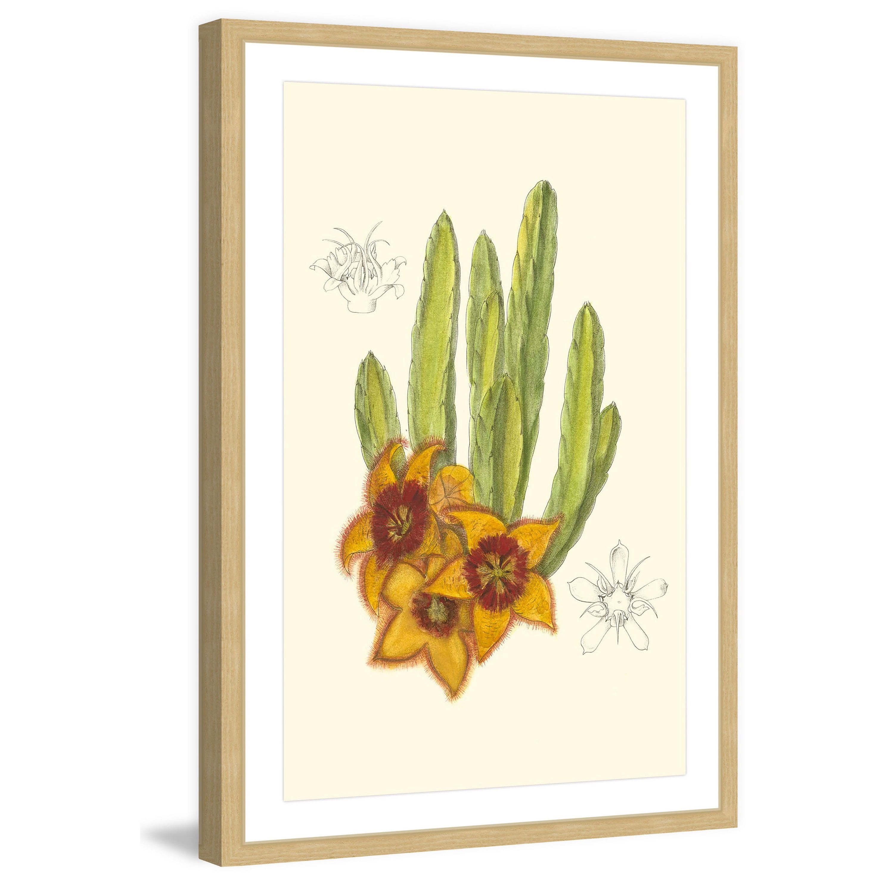 Marmont Hill "Flowering Cactus III" Framed Painting Print
